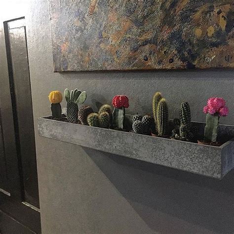 Then you can plant that again, leave the other part that was plant alone as it will furnish you with pups when they. Suculentas & Cactus Laura | Interior design plants, Cactus ...