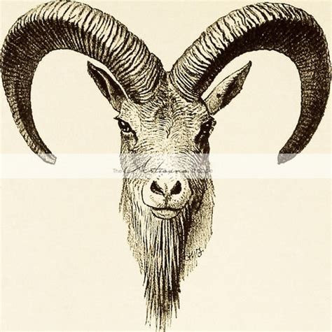 Instant Art Printable Download 1910 Horned Sheep Goat Horns Etsy