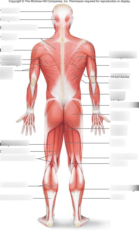 Posterior Superficial Skeletal Muscles Diagram Quizlet Hot Sex Picture