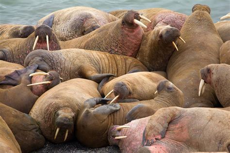 Eat Like A Pinniped What Sea Lions And Walruses Can Teach Us About