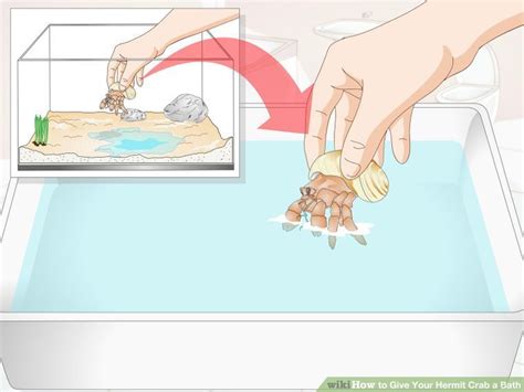 We did not find results for: Give Your Hermit Crab a Bath | Hermit crab, Hermit crab ...