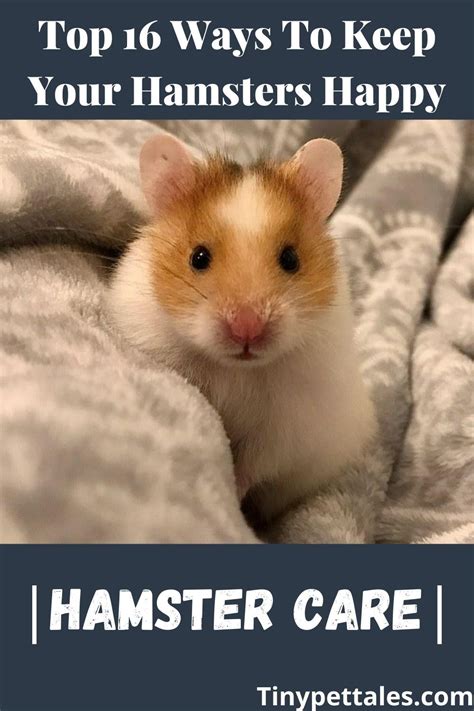 Top 16 Ways To Keep Your Hamsters Happy Owners Guide Hamster