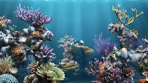 Fish Tank Backgrounds Download Pixelstalknet