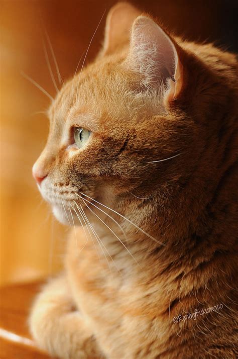 Red Tabby Cat Photograph By Renee Forth Fukumoto