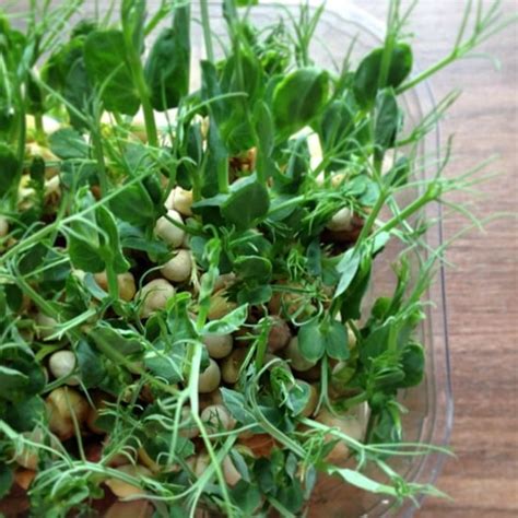 How To Grow Snow Pea Shoots Indoors Moral Fibres Uk Eco Green Blog