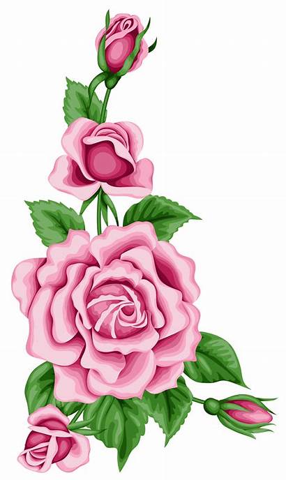 Roses Clipart Decoration Decorative Elements Transparent Yopriceville