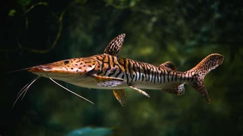 Tiger Shovelnose Catfish Appearance Size Care Tank Mates