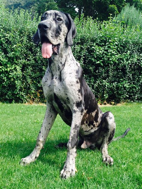 10 Cool Facts About Great Danes Artofit