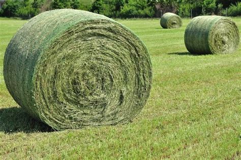 How Much Does A Bale Of Hay Weigh Round Vs Square Bales Outdoor Happens