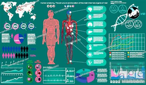 Medical Infographic Set Human Anatomy Body With Internal Organs
