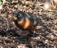 But andrade showed that females that eat their first. Predators - Earthworms