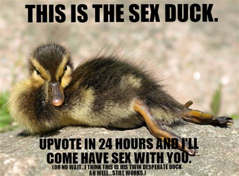 Upvote The Sex Duck Imgur