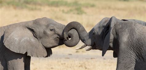 260 Elephant Trunks Hugging Stock Photos Pictures And Royalty Free