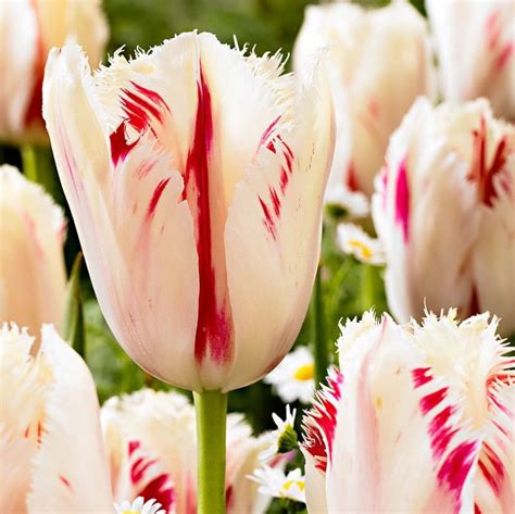 Tulip Flower Seeds Multi Color Options Rare Color 100pcspack