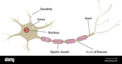 Neuron Labeled Diagram Stock Vector Art And Illustration Vector Image