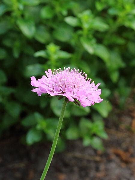 Photo Of The Bloom Of Pincushion Flower Scabiosa Columbaria Pink Mist