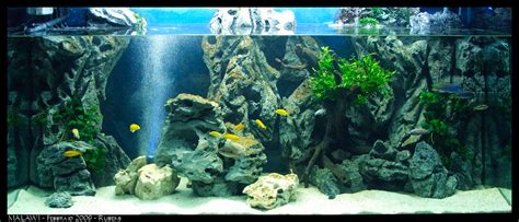 Ciao ragazzi, vorrei creare un nuovo acquario per i ciclidi, lo ho già di 100 litri e vorrei metterci: 150x50x70 MALAWI Con Sfondo 3D