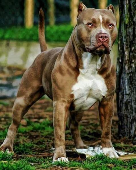 Grandão Pitbull terrier Beautiful dogs Pitbull dog