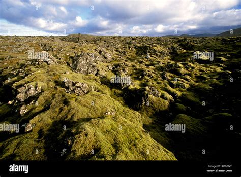 Near Keflavík Iceland Southwest Iceland Green Moss Covers A Lava Field
