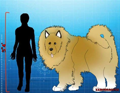 Check spelling or type a new query. Tibetan mastiff Husky mix by xXRedSagexX on DeviantArt