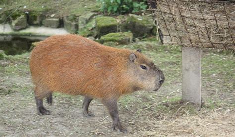 Rainforest Capybara Top Facts Information And Pictures