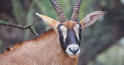 Roan Antelope Wildlife Partners Llcwildlife Partners Llc