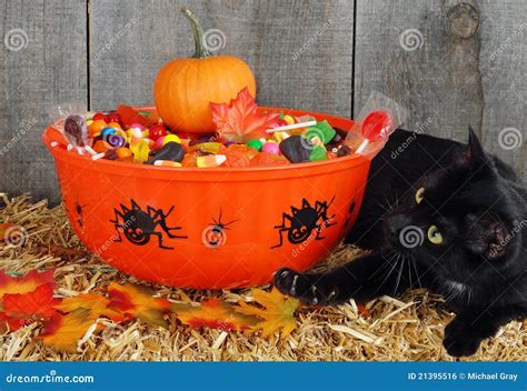 Black Cat Protecting Halloween Candy Stock Photo Image Of Chocolate