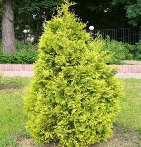 Buy Thuja Occidentalis Europe Gold Stunning Evergreen Conifer