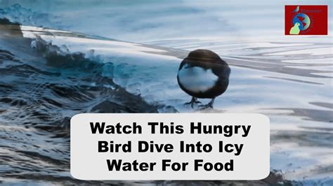 Hungry Bird Diving Into Icy Water For Food Youtube