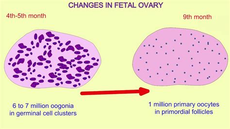 Oogonia In The Fetal Ovary Youtube
