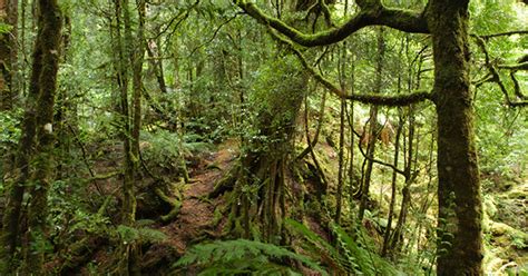 Gallery Exploring The Tarkine Rainforest Australian Geographic