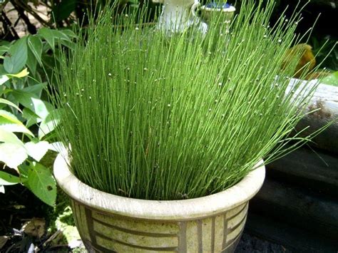 It is believed that horsetail is one of the oldest plant that survived even during the ice age. PlantFiles Pictures: Dwarf Horsetail, Dwarf Scouring Rush ...