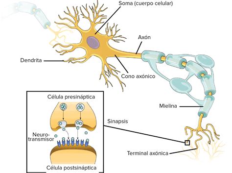 Funci N Y Estructura De La Neurona Art Culo Khan Academy Neuron Structure Neurons Neuron