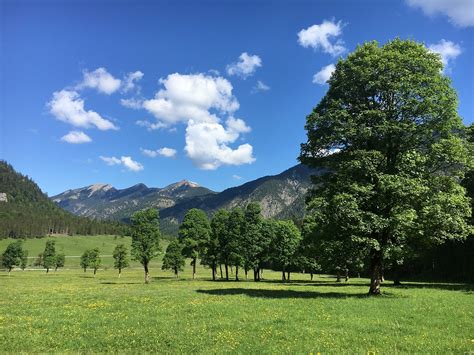 Maple Trees Austria Mountains Free Photo On Pixabay Pixabay