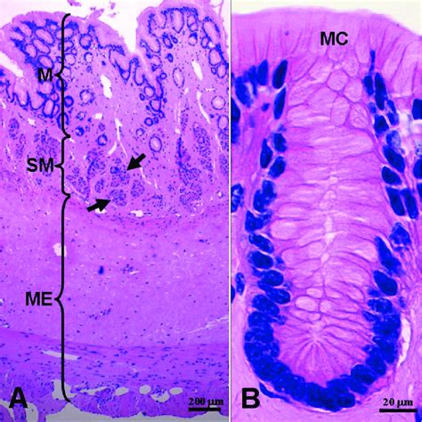 Histology Of The Esophagus Panel B Shows Detail Of Epithelial Cells
