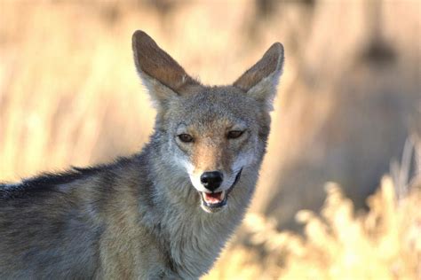 Coyote Warning Issued After Aggressive Animal Attacks Man In