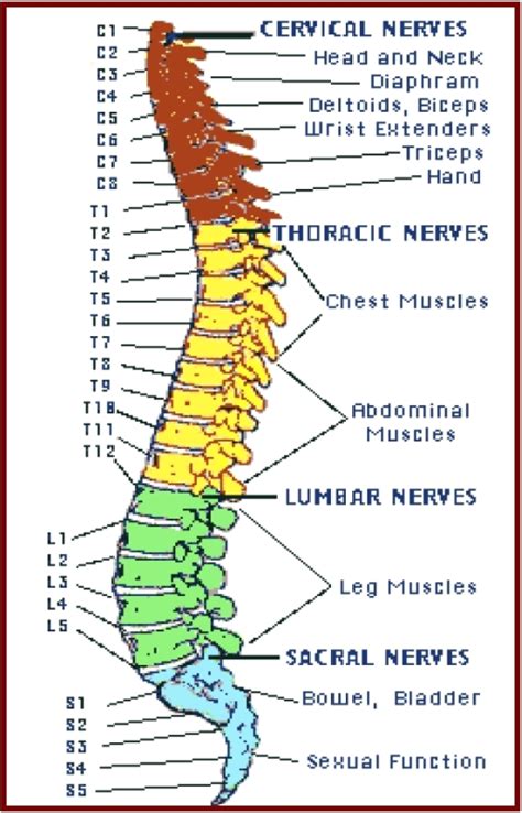 Chart Of The Spine And Discs