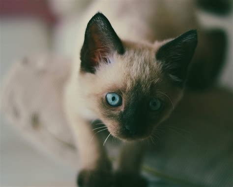 We did not find results for: Koleksi Gambar Kucing Comel Manja Gebu Lucu & Cute (Kartun ...