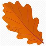 Leaf Icon Foliage Oak Autumn Fall Editor