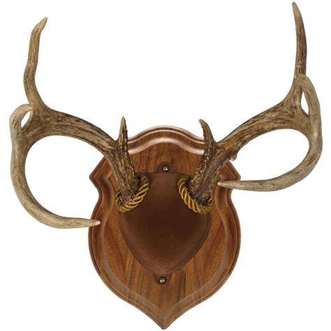Walnut hollow (5) items (5). Walnut Hollow Oak Antler Mount - 199368, Taxidermy at Sportsman's Guide | Antler mount, Walnut ...