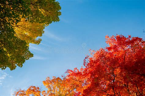 Autumn Maple Trees Stock Photo Image Of Bright Light 78882610