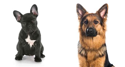 Browse hundreds of funny, exotic. pozie: French Bulldog Pitbull Mix Name