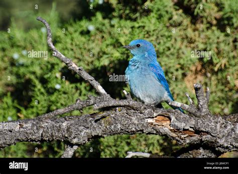 Profile Of A Mountain Bluebird Stock Photo Alamy