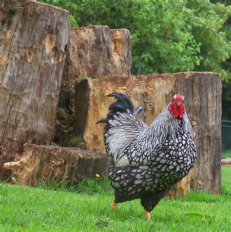 Learn which chickens are going to lay you the most eggs. Best Egg Laying Chickens For A Beginner Backyard Farmer ...