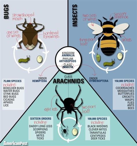 Thursday 5/14: Outdoor Science, Day #4- Bugs, Bugs, Bugs - Club SciKidz