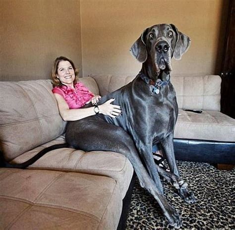 Pin By Marta Turner On Must Love Dogs Giant Dogs Tallest Dog Funny