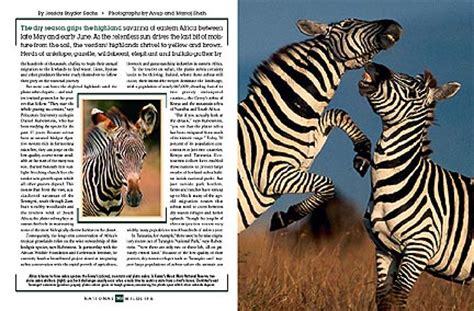 Herbivore average lifespan in the wild: Zebra as Lynchpin for the African Plains - Articles by Jessica Snyder Sachs
