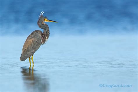 Southwest Florida Wading And Shorebird Photography — Greg Gard