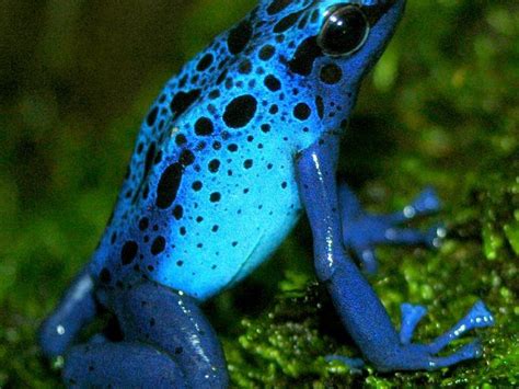 Frogs Have Unique Ability To See Color In The Dark Nexus Newsfeed