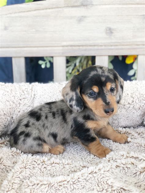 All of the puppies we sell are small breeds with a great temperament and they are perfect for any family. Mini Dachshund For Sale in Lynchburg, VA - Local Pet Store ...